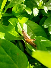 Eyprepocnemis plorans