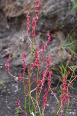 Rumex lapponicus