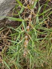 Cenchrus clandestinus