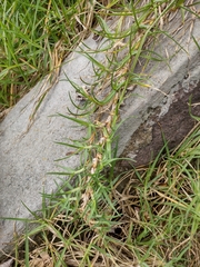 Cenchrus clandestinus