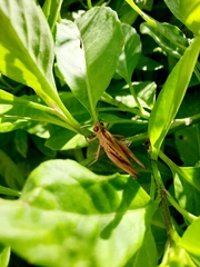 Eyprepocnemis plorans