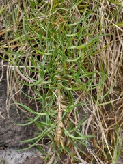 Cenchrus clandestinus