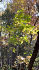 Magnolia macrophylla