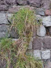 Cenchrus clandestinus