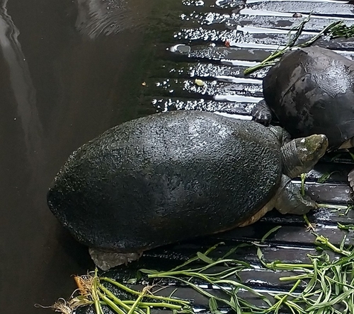 Yellow-headed Temple Turtle, Heosemys annandalii