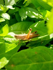 Eyprepocnemis plorans