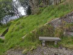 Cenchrus clandestinus