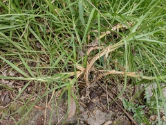 Cenchrus clandestinus