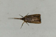 Lecithocera