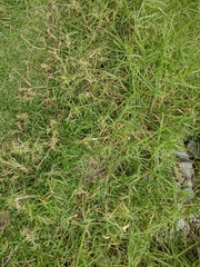 Cenchrus clandestinus