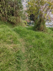 Cenchrus clandestinus