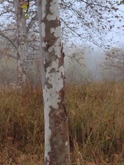 Platanus × hispanica