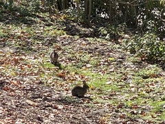 Oryctolagus cuniculus