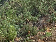 Oryctolagus cuniculus