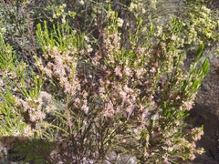 Passerina corymbosa