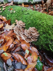 Trametes versicolor