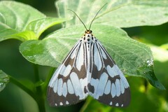 Nyctemera adversata