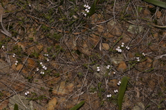 Stylidium repens