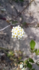 Manulea corymbosa