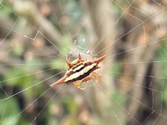 Gasteracantha versicolor