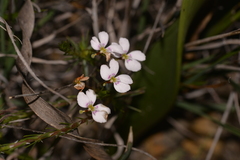 Stylidium repens