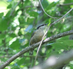 Sitta europaea caesia