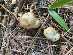 Rhizopogon