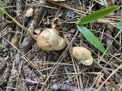 Rhizopogon