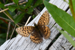 Boloria