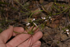 Stylidium repens