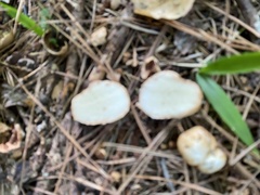 Rhizopogon