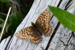 Boloria
