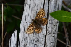 Boloria