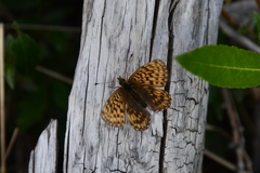 Boloria