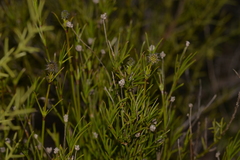 Opercularia vaginata