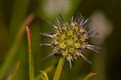 Opercularia vaginata