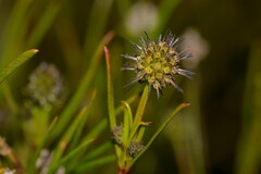 Opercularia vaginata