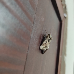 Spodoptera ornithogalli