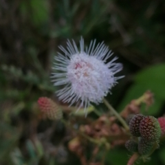 Mimosa pigra
