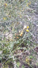 Wiborgia