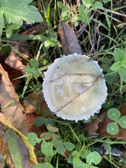 Stropharia pseudocyanea