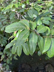 Burseraceae