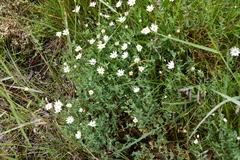 Stellaria crassipes