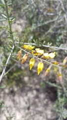 Wiborgia