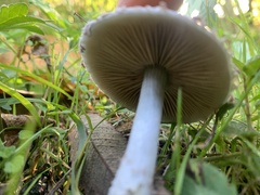 Stropharia pseudocyanea