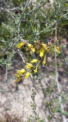 Wiborgia