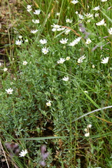 Stellaria crassipes