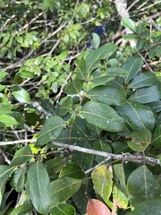 Burseraceae
