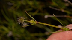 Opercularia vaginata