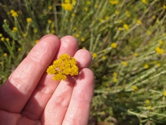 Helichrysum cymosum